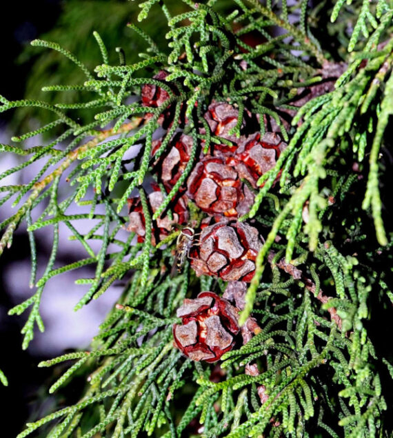 CYPRYS HIMALAJSKI Cupressus torulosa