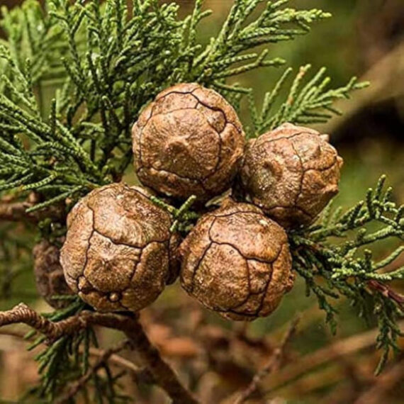 CYPRYS WIELKOSZYSZKOWY "Gold Crest" Cupressus macrocarpa