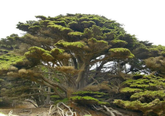 CYPRYS WIELKOSZYSZKOWY "Gold Crest" Cupressus macrocarpa