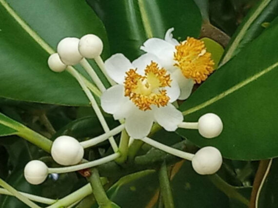 DRZEWO TOMANU Calophyllum inophyllum