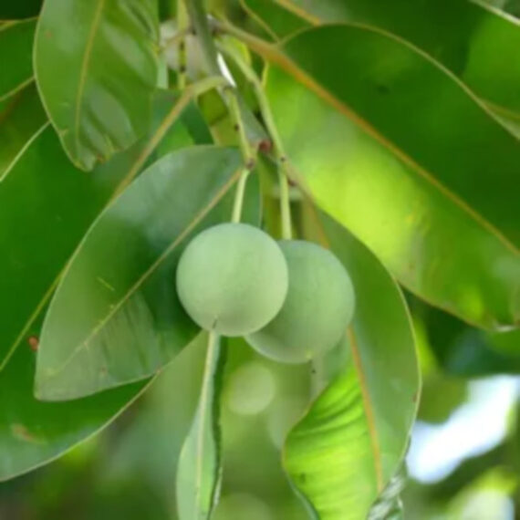 DRZEWO TOMANU Calophyllum inophyllum