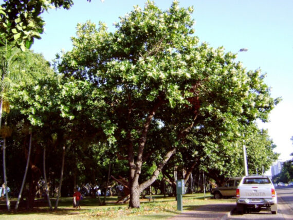 DRZEWO TOMANU Calophyllum inophyllum