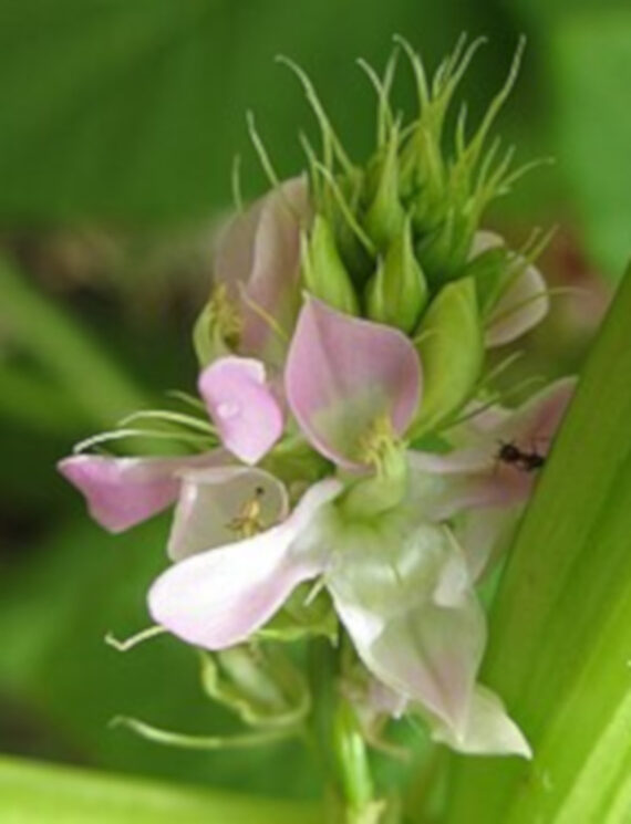 GUAR Cyamopsis tetragonoloba