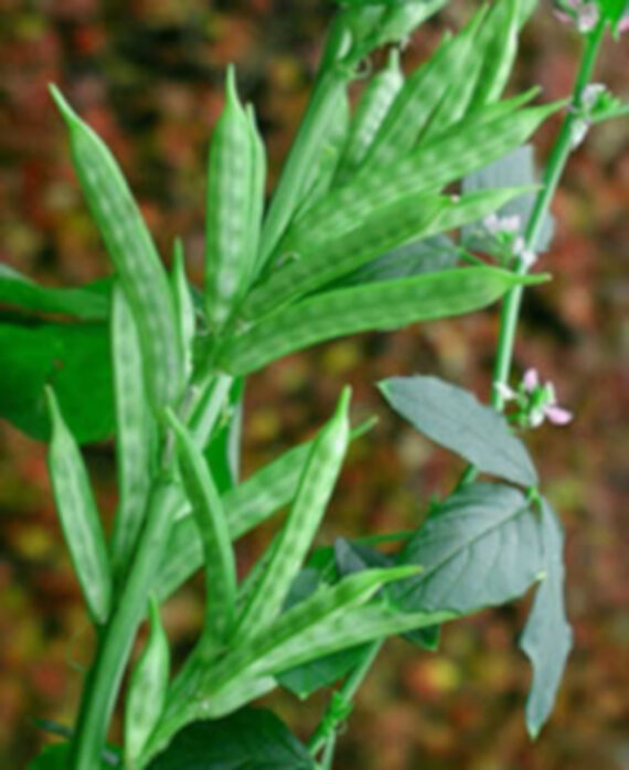 GUAR Cyamopsis tetragonoloba