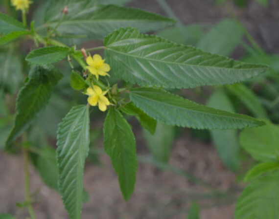 JUTA KOLOROWA Corchorus olitorius