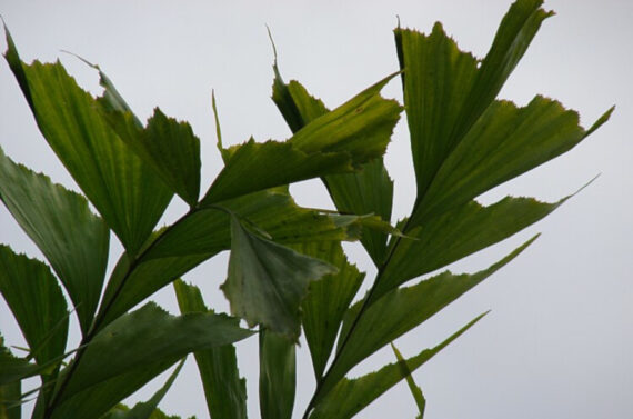 KARIOTA ŁAGODNA Caryota mitis