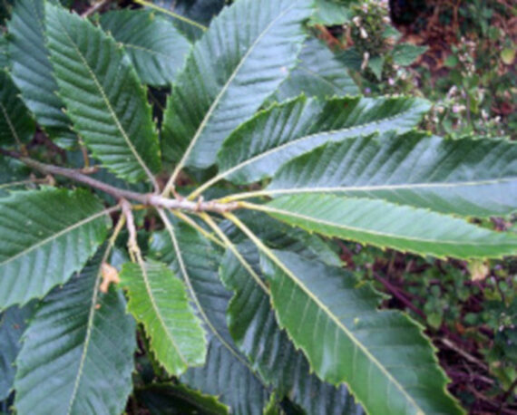 KASZTAN JADALNY Castanea sativa