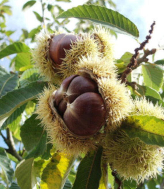 KASZTAN JADALNY Castanea sativa