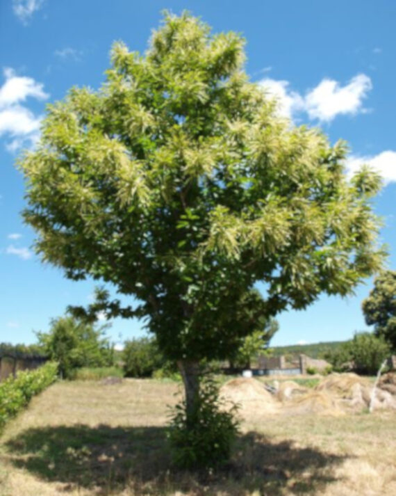 KASZTAN JADALNY Castanea sativa