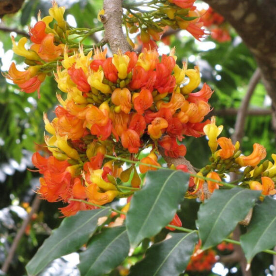 KASZTANOWIEC AUSTRALIJSKI Castanospermum australe