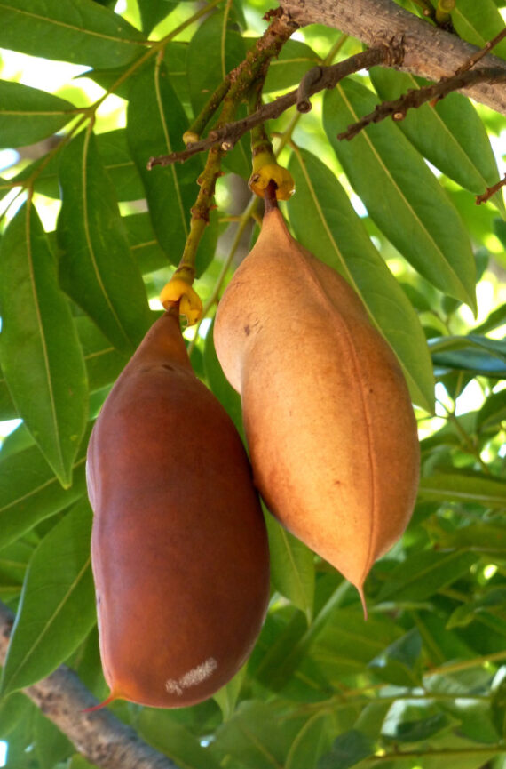 KASZTANOWIEC AUSTRALIJSKI Castanospermum australe