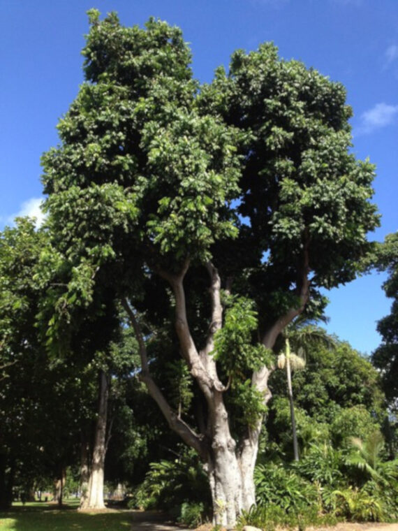 KASZTANOWIEC AUSTRALIJSKI Castanospermum australe