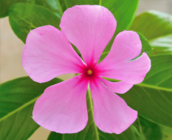 KATARANTUS RÓŻOWY Catharanthus roseus