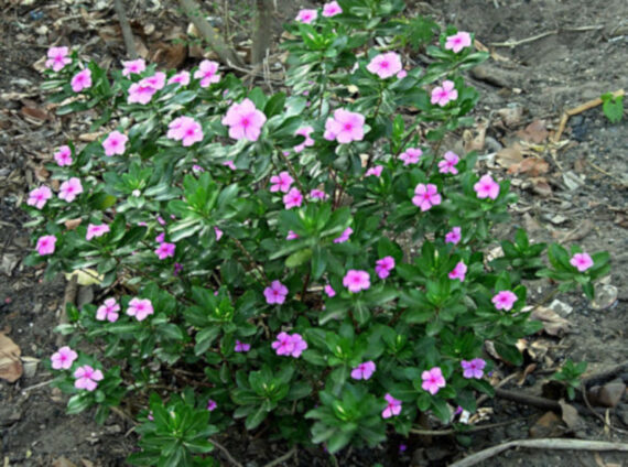 KATARANTUS RÓŻOWY Catharanthus roseus