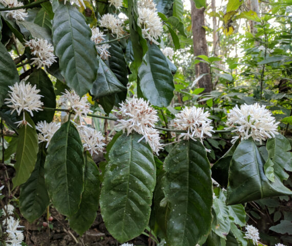 KAWA ARABSKA  Coffea arabica