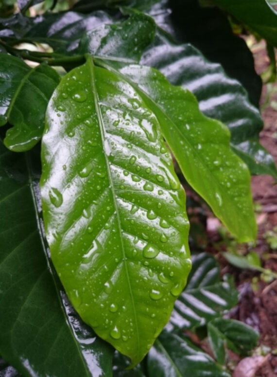 KAWA ARABSKA  Coffea arabica