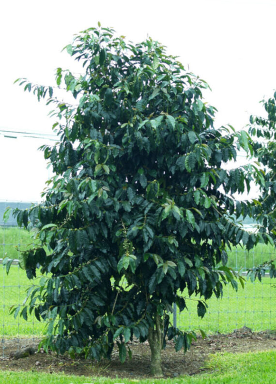 KAWA ARABSKA  Coffea arabica