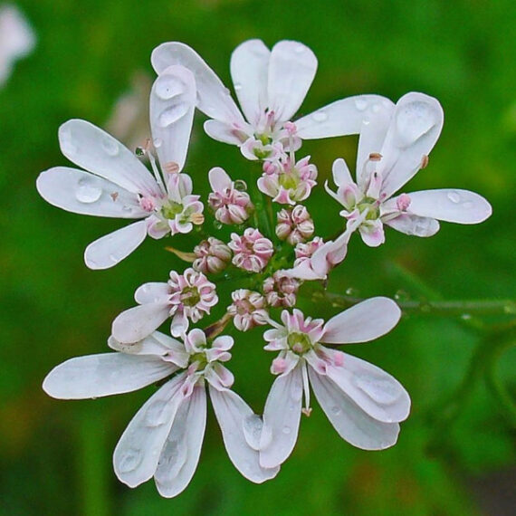 KOLENDRA SIEWNA Coriandrum sativum