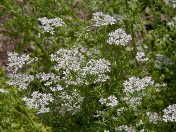 KOLENDRA SIEWNA Coriandrum sativum