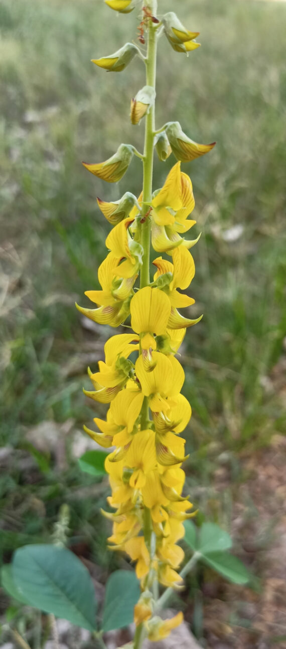 KROTOLARIA RÓZGOWATA Crotalaria juncea