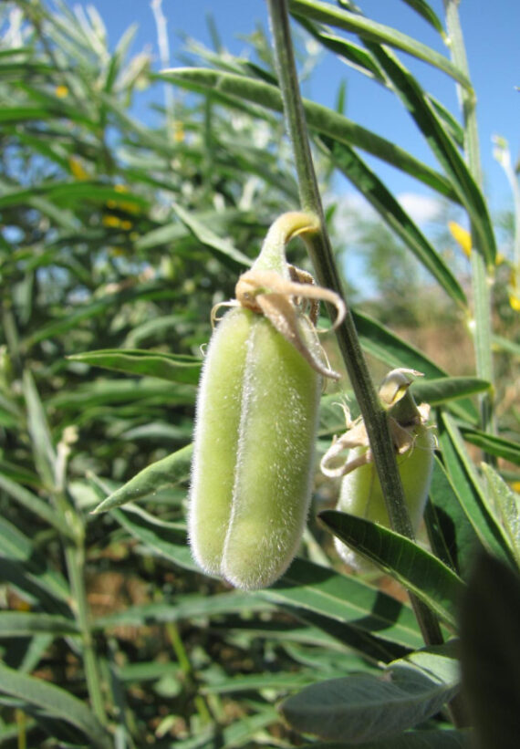 KROTOLARIA RÓZGOWATA Crotalaria juncea