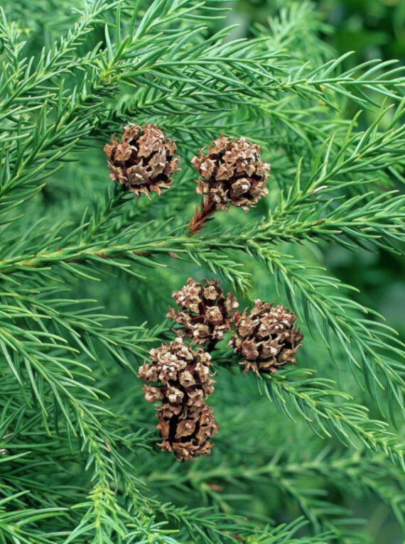 KRYPTOMERIA JAPOŃSKA Cryptomeria japonica