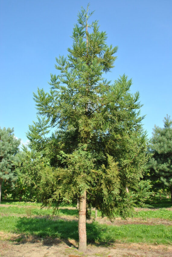 KRYPTOMERIA JAPOŃSKA Cryptomeria japonica