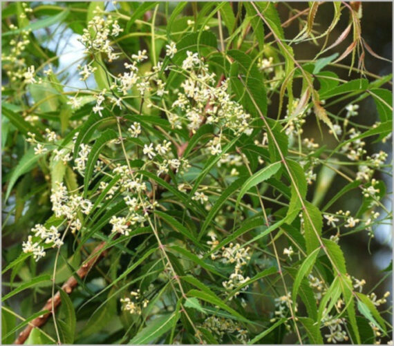 MIODLA INDYJSKA Azadirachta indica