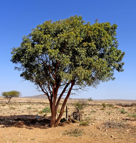 MIODLA INDYJSKA Azadirachta indica