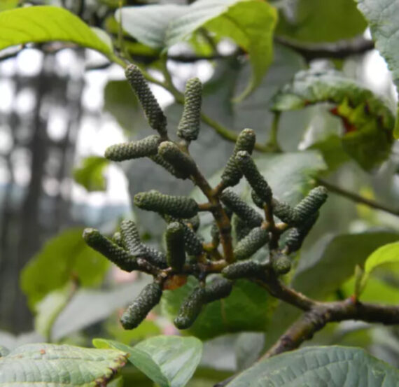 OLCHA NEPALSKA Alnus nepalensis