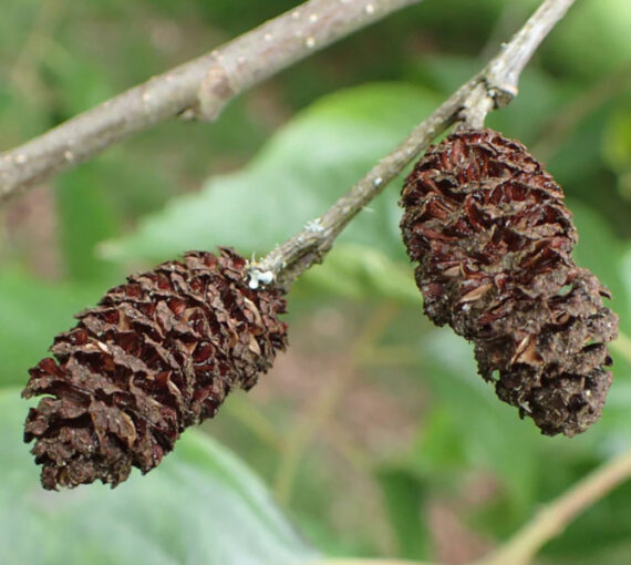 OLCHA NEPALSKA Alnus nepalensis