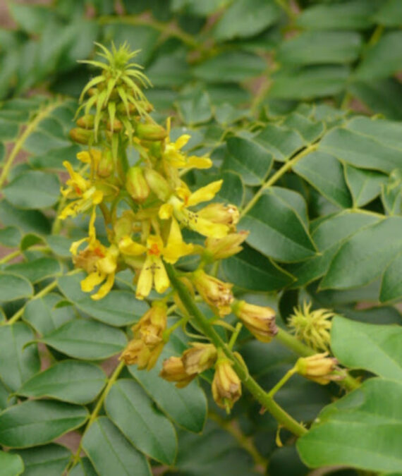 ORZECH KNICKER Caesalpinia bonduc