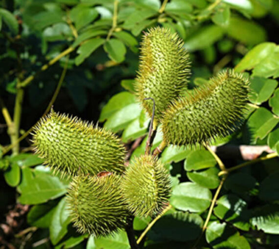 ORZECH KNICKER Caesalpinia bonduc