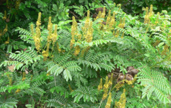 ORZECH KNICKER Caesalpinia bonduc