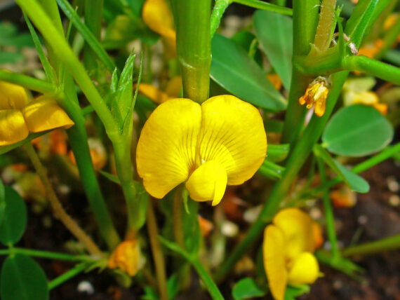 ORZECH ZIEMNY Arachis hypogea