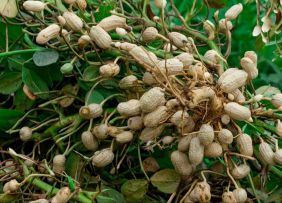 ORZECH ZIEMNY Arachis hypogea