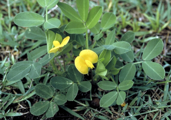 ORZECH ZIEMNY Arachis hypogea