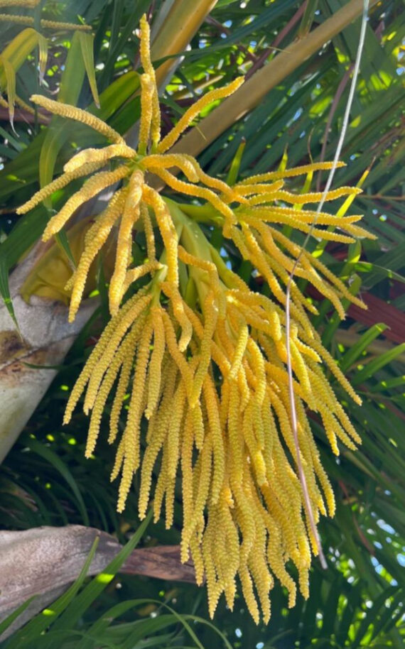  PALMA AREKA Chrysalidocarpus lutescens