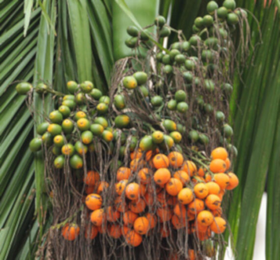 PALMA BETELOWA Areca catechu