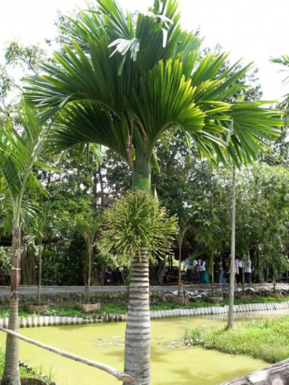 PALMA BETELOWA Areca catechu