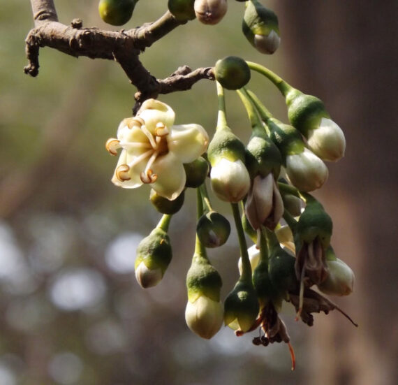 PUCHOWIEC PIĘCIOPRĘCIKOWY Ceiba pentandra