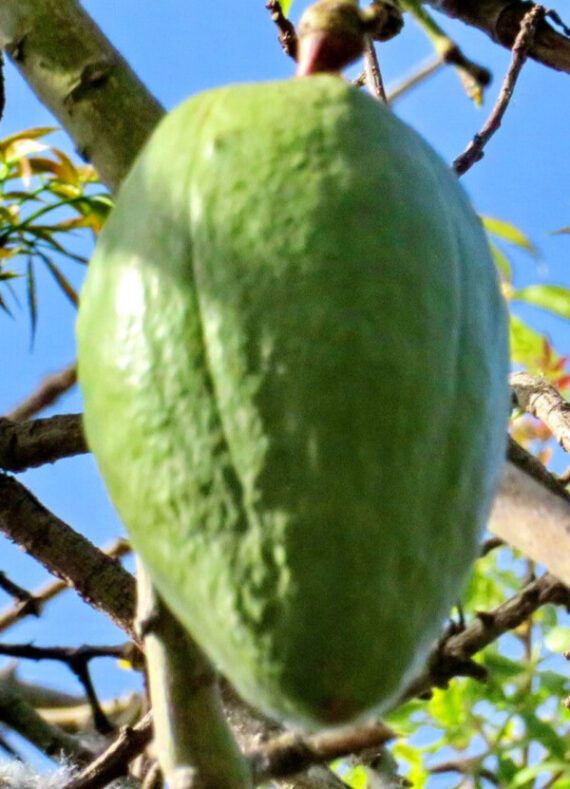 PUCHOWIEC PIĘCIOPRĘCIKOWY Ceiba pentandra