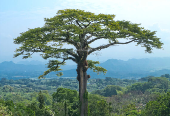 PUCHOWIEC PIĘCIOPRĘCIKOWY Ceiba pentandra