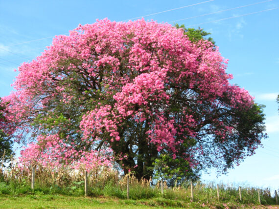 PUCHOWIEC WSPANIAŁY Chorisia speciosa