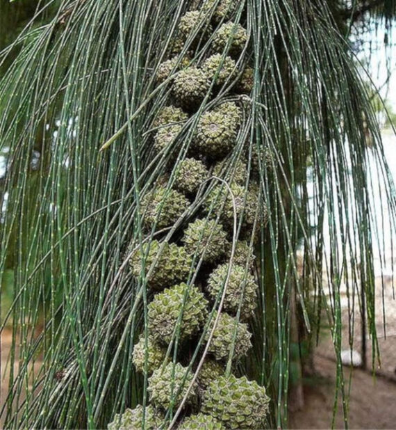 RZEWNIA SKRZYPOLITNA Casuarina equisetifolia