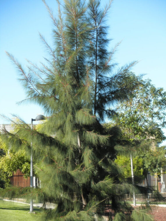 RZEWNIA SKRZYPOLITNA Casuarina equisetifolia