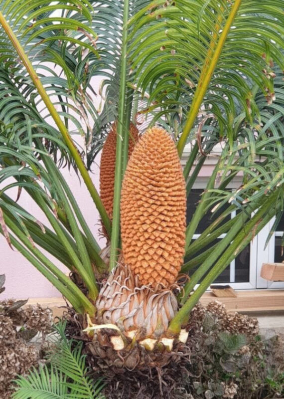 SAGOWIEC PODWINIĘTY  Cycas circinalis