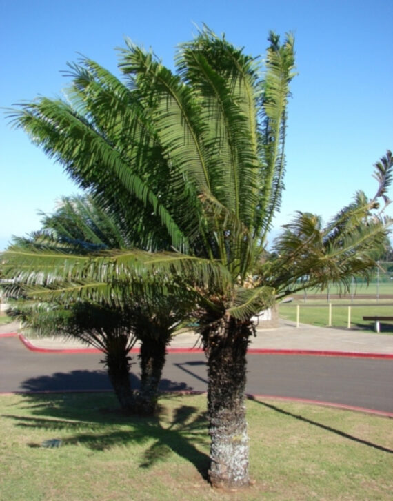 SAGOWIEC PODWINIĘTY  Cycas circinalis