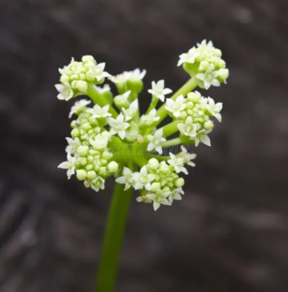 WĄKROTKA AZJATYCKA Centella asiatica