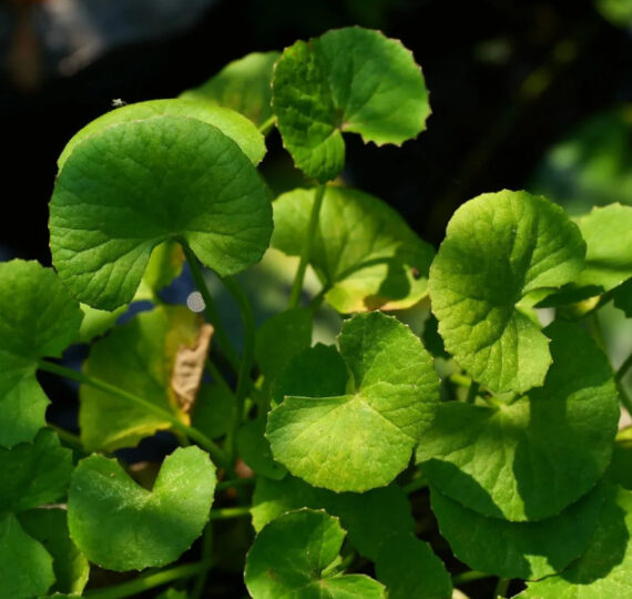 WĄKROTKA AZJATYCKA Centella asiatica